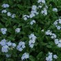 Myosotis / Forglemmigej