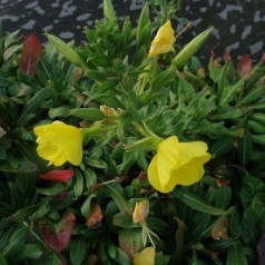 Natlys - Plant oenothera i din have | Kridtvejs Planter