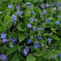 Kærminde - omphalodes og stauder til din have | Se vores udvalg