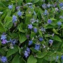 Omphalodes / Kærminde