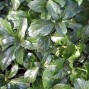 Pachysandra / Vinterglans