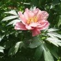 Paeonia / Pæon & Bonderoser