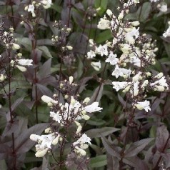 Rørblomst - køb Penstemon online hos Kridtvejs Planter | Se udvalg
