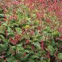 Persicaria / Pileurt