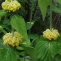 Phlomis / Løvehale