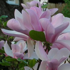 Magnolia / Magnolie - Stort udvalg i Magnoliatræer til haven