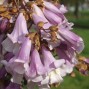 Kejsertræ - Paulownia