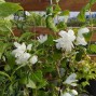 Uægte Jasmin - Philadelphus