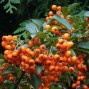 Ildtorn - Pyracantha