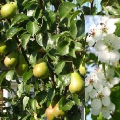 Nordens oliventræ | Kridtvejs Planter