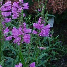 Drejeblomst - physostegia til din have | Køb nu
