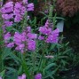 Physostegia / Drejeblomst