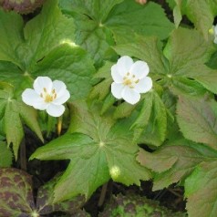 Fodblad - podophyllum stauder til haven | Se vores udvalg