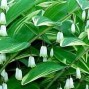 Polygonatum / Storkonval