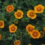 Potentilla / Staude Potentil