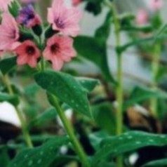 Lungeurt - find Pulmonaria til haven her | Kridtvejs Planter