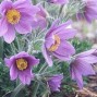 Pulsatilla / Kobjælde