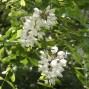 Robinie - Akacie - Robinia