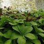 Rodgersia / Bronceblad