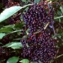 Hyld - Sambucus