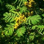 Røn - Sorbus