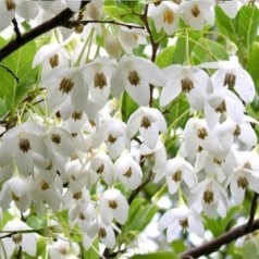 Styrax - japanske træer og storaks med hvide blomster | Køb her