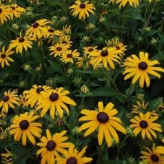 Solhat 'Rudbeckia' | Stort udvalg i solhat & stauder
