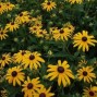 Rudbeckia / Solhat