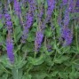 Salvia / Salvie