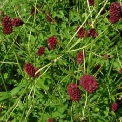 Kvæsurt - køb sanguisorba planter online | Se vores udvalg