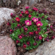 Stenbræk - køb saxifraga planter online | Se vores udvalg