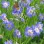 Scabiosa / Skabiosa