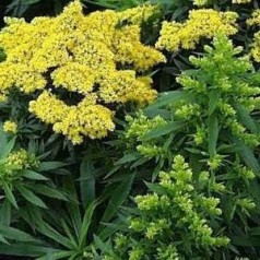 Gyldenris - stauder til din have | Kridtvejs Planter