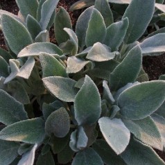 Havebetonie - køb stachys lammeøre online | Se vores udvalg