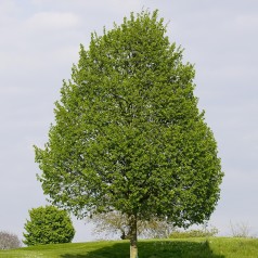 Lind | Stort udvalg i buske & træer til haven