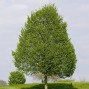 Lind - Tilia