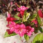 Klokkebusk - Weigela