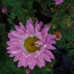 Rosenkrave - Tanacetum stauder til din have | Kridtvejs Planter