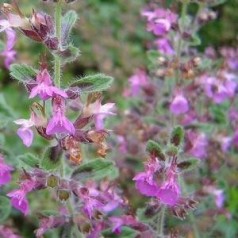 Kortlæbe - køb Teucrium online hos Kridtvejs Planter
