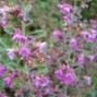 Teucrium / Kortlæbe