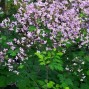 Thalictrum / Frøstjerne