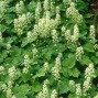 Tiarella / Skumblomst