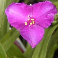 Trekantblomst - Tradescantia til din have | Kridtvejs Planter