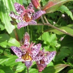 Tudselilje - køb smukke Tricyrtis online | Se vores udvalg