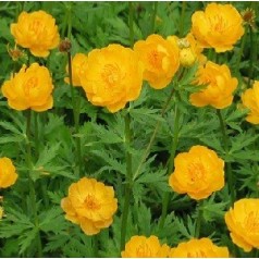 Engblomme - Trollius stauder til haven | Se vores udvalg