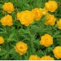 Trollius / Engblomme