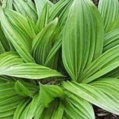 Foldblad - køb Veratrum online hos Kridtvejs Planter