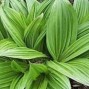 Veratrum / Foldblad