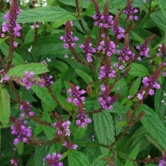 Jernurt - dyrk verbena stauder i din have | Se vores udvalg