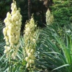 Palmelilje ’Yucca’ | Stort udvalg i flotte Palmeliljer & Stauder